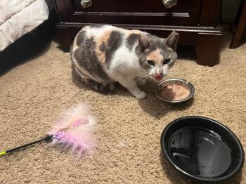 Rescue Calico Cats for Adoption in Gilroy, California - Sally | PetCurious