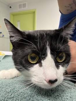 Domestic Short Hair Cats Available for Adoption in Daytona Beach, Florida - Haru | PetCurious