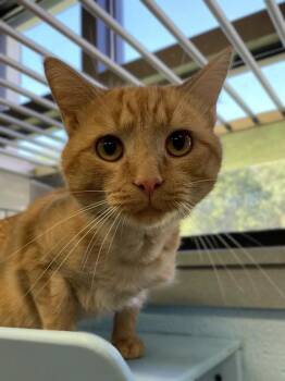 Hoodie -  Domestic Short Hair Cat for Adoption in Roanoke, Virginia - Hoodie | PetCurious