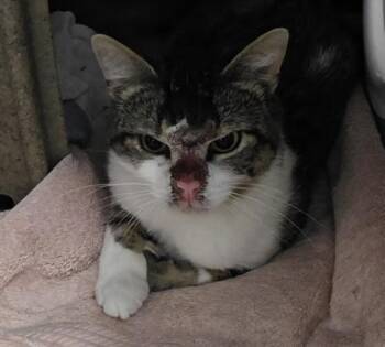 Trigger -  Domestic Short Hair Cat for Adoption in Dubuque, Iowa - Trigger | PetCurious