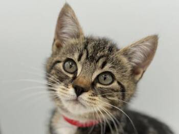 Green -  Domestic Short Hair Cat for Adoption in Portland, Oregon - Green | PetCurious