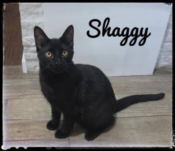 Shaggy -  Domestic Short Hair Cat for Adoption in El Cajon, California - Shaggy | PetCurious