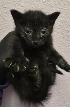61605149 -  Domestic Medium Hair Cat for Adoption in El Paso, Texas - 61605149 | PetCurious