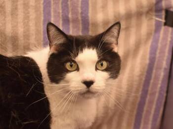 Domestic Short Hair Cats Available for Adoption in Portland, Oregon - Molly | PetCurious