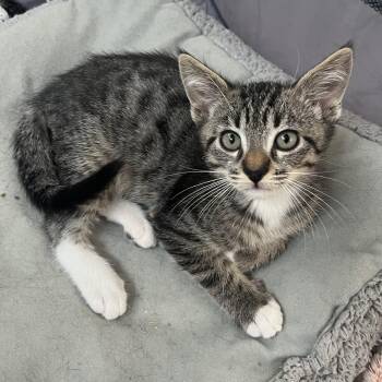 Rescue Domestic Short Hair Cats for Adoption in Glendora, California - Tabby White J | PetCurious