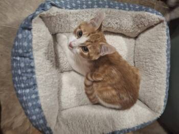 Rescue Tabby Cats for Adoption in Lawrenceville, Georgia - Mr.Butters | PetCurious