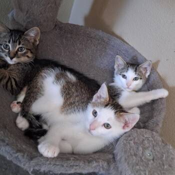 Peeta -  Domestic Short Hair Cat for Adoption in Bismarck, North Dakota - Peeta | PetCurious