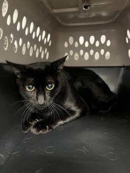 Rescue Domestic Short Hair Cats for Adoption in Fort Lauderdale, Florida - PICKLE | PetCurious