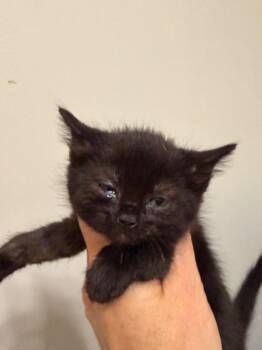 *Glory -  Domestic Short Hair Cat for Adoption in Newnan, Georgia - *Glory | PetCurious