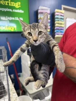 A187898 -  Domestic Short Hair Cat for Adoption in Pasadena, Texas - A187898 | PetCurious