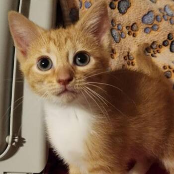 Tiabeanie -  Domestic Short Hair Cat for Adoption in Shinnston, West Virginia - Tiabeanie | PetCurious
