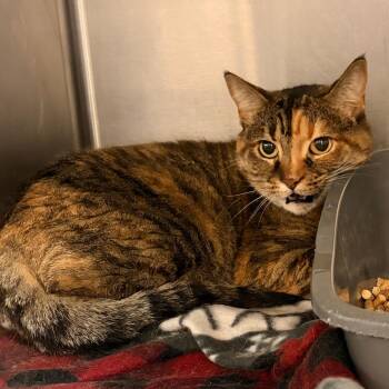 Honey -  Domestic Short Hair Cat for Adoption in Franklin, North Carolina - Honey | PetCurious