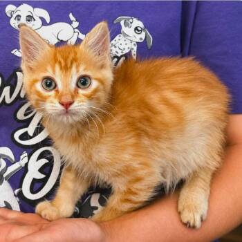 Rune -  Domestic Medium Hair Cat for Adoption in El Dorado, Arkansas - Rune | PetCurious