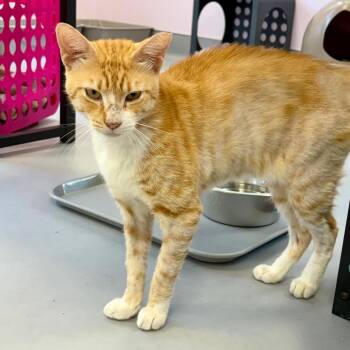 Rambunczee -  Domestic Short Hair Cat for Adoption in Boston, Massachusetts - Rambunczee | PetCurious