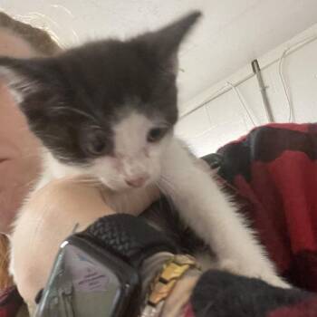 Checkers -  Domestic Short Hair Cat for Adoption in Eureka Springs, Arkansas - Checkers | PetCurious
