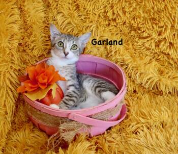 Rescue Tabby Cats for Adoption in St. Augustine, Florida - Garland | PetCurious