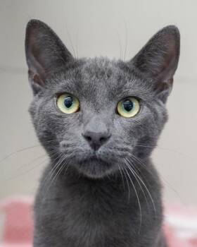 Domestic Short Hair Cats Available for Adoption - Silverstein | PetCurious