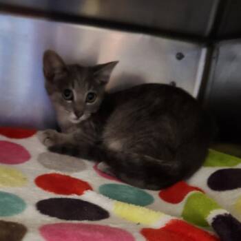 Rescue Domestic Short Hair Cats for Adoption in Walker, Michigan - Carmen | PetCurious