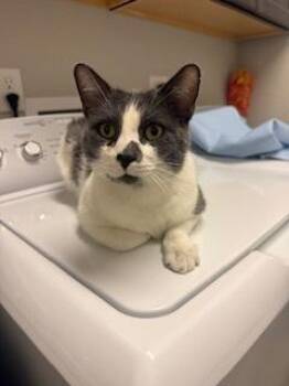 Domestic Short Hair Cats Available for Adoption - Chug | PetCurious