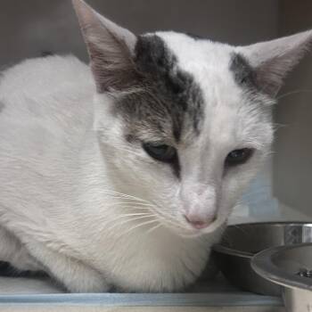 Robert K. -  Domestic Short Hair Cat for Adoption in Yuma, Arizona - Robert K. | PetCurious