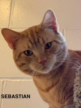 Rescue Domestic Short Hair Cats for Adoption in Saint Charles, Missouri - Sebastian | PetCurious