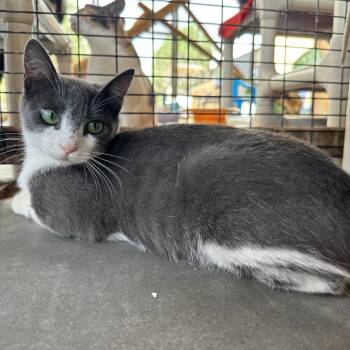 Cyn -  Domestic Short Hair Cat for Adoption in Salt Lake City, Utah - Cyn | PetCurious