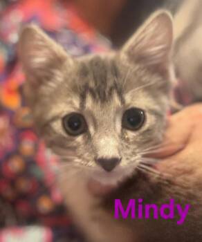 Domestic Short Hair Cats Available for Adoption in Longwood, Florida - Mindy | PetCurious