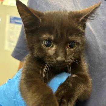 Parfait -  Domestic Short Hair Cat for Adoption in Allentown, Pennsylvania - Parfait | PetCurious