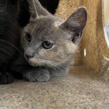 Jotaro -  Domestic Medium Hair Cat for Adoption in Philadelphia, Pennsylvania - Jotaro | PetCurious