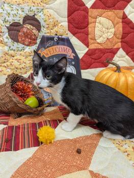 Rescue Domestic Short Hair Cats for Adoption in Payson, Arizona - Juniper | PetCurious