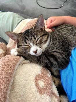 Rescue Domestic Short Hair Cats for Adoption in Gladstone, Oregon - Heidi - Cool Litter * Sponsored | PetCurious