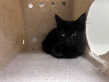 A551439 -  Domestic Medium Hair and Domestic Short Hair Cat for Adoption in Moreno Valley, California - A551439 | PetCurious