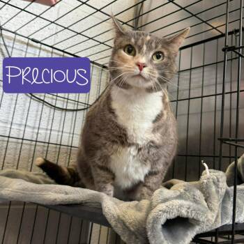 Domestic Short Hair Cats Available for Adoption - Precious | PetCurious