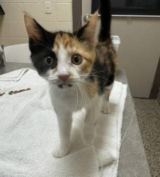 Cammy -  Domestic Short Hair Cat for Adoption in Westland, Michigan - Cammy | PetCurious