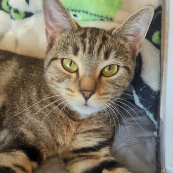 Rescue Domestic Short Hair Cats for Adoption in West Jefferson, Ohio - Piper | PetCurious
