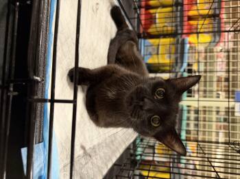 Lucy (BC) -  Domestic Short Hair Cat Available for Adoption in Powdersville, South Carolina - Lucy (BC) | PetCurious