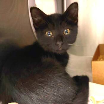 Ash -  Domestic Short Hair Cat for Adoption in Nashville, Tennessee - Ash | PetCurious
