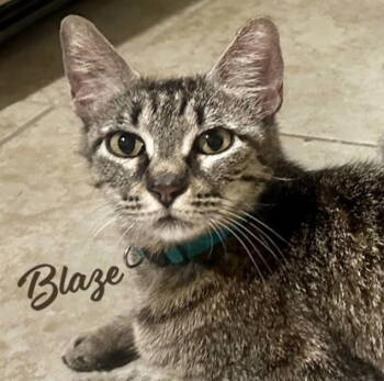 Rescue Tabby and Domestic Short Hair Cats for Adoption in Houston, Texas - Blaze #momma-cat-of-the-year | PetCurious