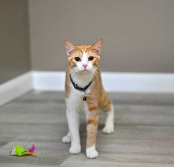 American Shorthair Cats Available for Adoption - Foxy | PetCurious