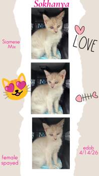 Sokhanya WV14458-T LOCAL Adoption Event in Woodinville 8/23 -  Siamese Cat for Adoption in Missouri City, Texas - Sokhanya WV14458-T LOCAL Adoption Event In Woodinville 8/23 | PetCurious