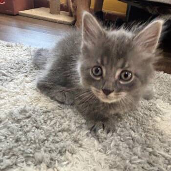 Venti -  Domestic Medium Hair Cat for Adoption in Newport News, Virginia - Venti | PetCurious