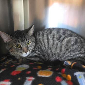 Domestic Short Hair Cats Available for Adoption - Frosty | PetCurious