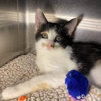 Rescue Domestic Short Hair Cats for Adoption in Los Angeles, California - Jade | PetCurious