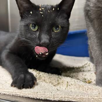 Domestic Short Hair Cats Available for Adoption in La Grange Park, Illinois - Minestrone (Bonded W/Broccoli Cheddar) | PetCurious