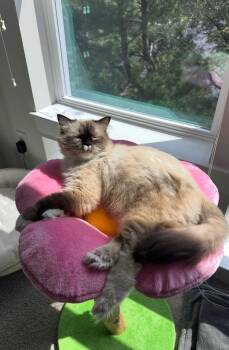 Milkshake -  Ragdoll Cat for Adoption in Broomall, Pennsylvania - Milkshake | PetCurious