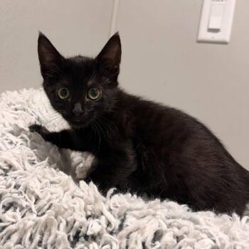 Petal -  Domestic Short Hair Cat for Adoption in Tampa, Florida - Petal | PetCurious