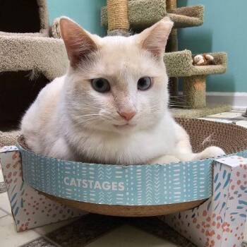 Siamese and Domestic Short Hair Cats Available for Adoption in Frankfort, Kentucky - Blaze 5672C | PetCurious