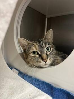 Domestic Short Hair Cats Available for Adoption in Kansas City, Missouri - Bethany Hamilton Changed My Life | PetCurious