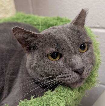 Bunny -  Domestic Short Hair Cat for Adoption in Smithfield, North Carolina - Bunny | PetCurious
