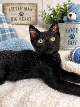 Ferb -  Domestic Medium Hair Cat for Adoption in Tavares, Florida - Ferb | PetCurious